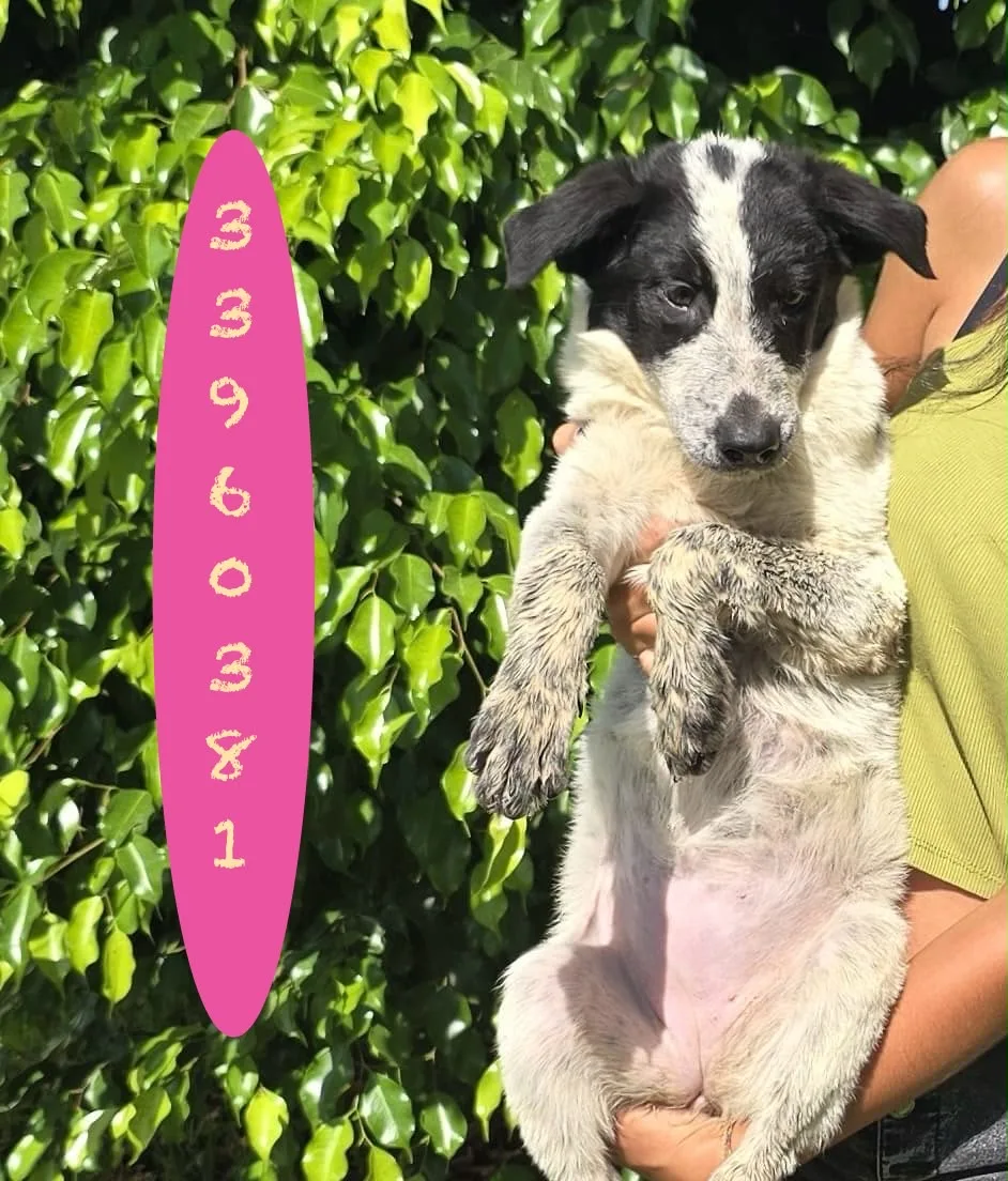 Giulia, cane Meticcio in adozione a Crotone