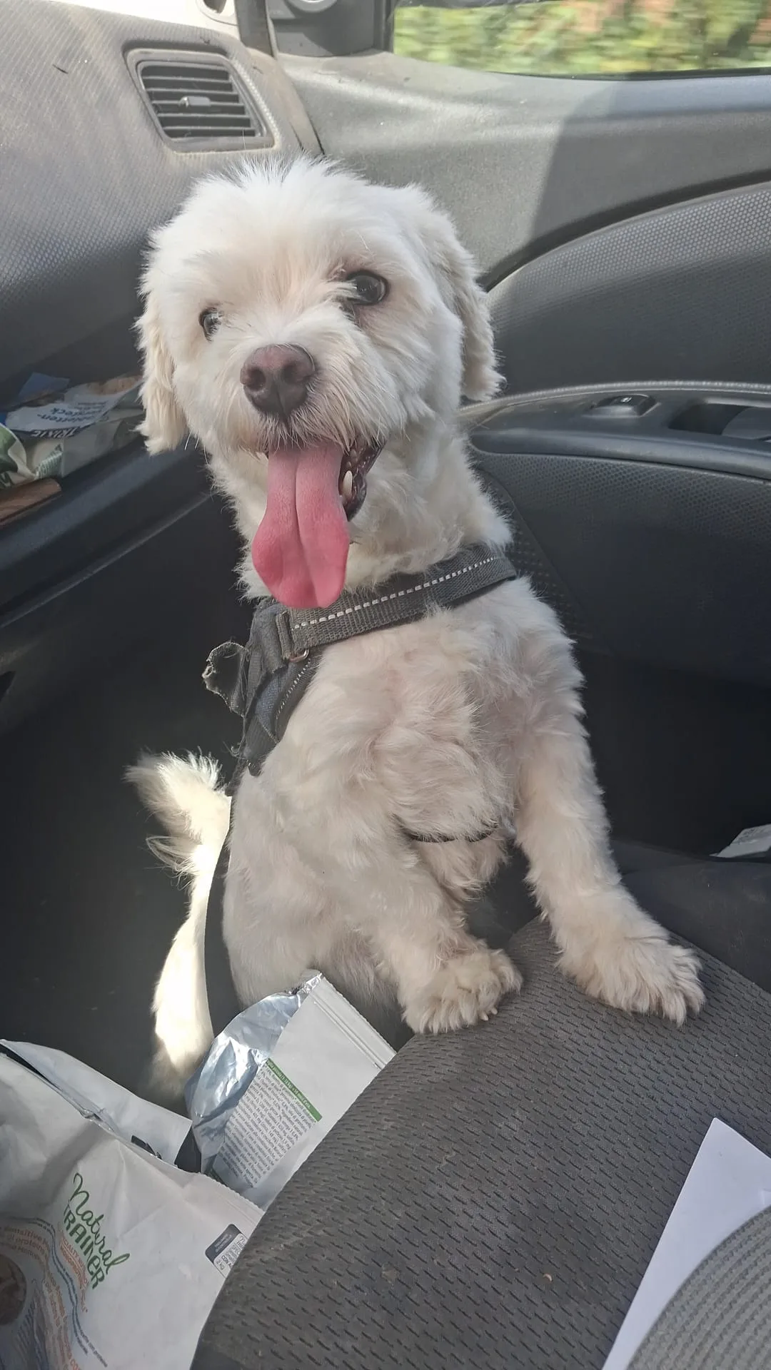 Ciko, cane Maltese in adozione a Vibo Valentia - foto 3