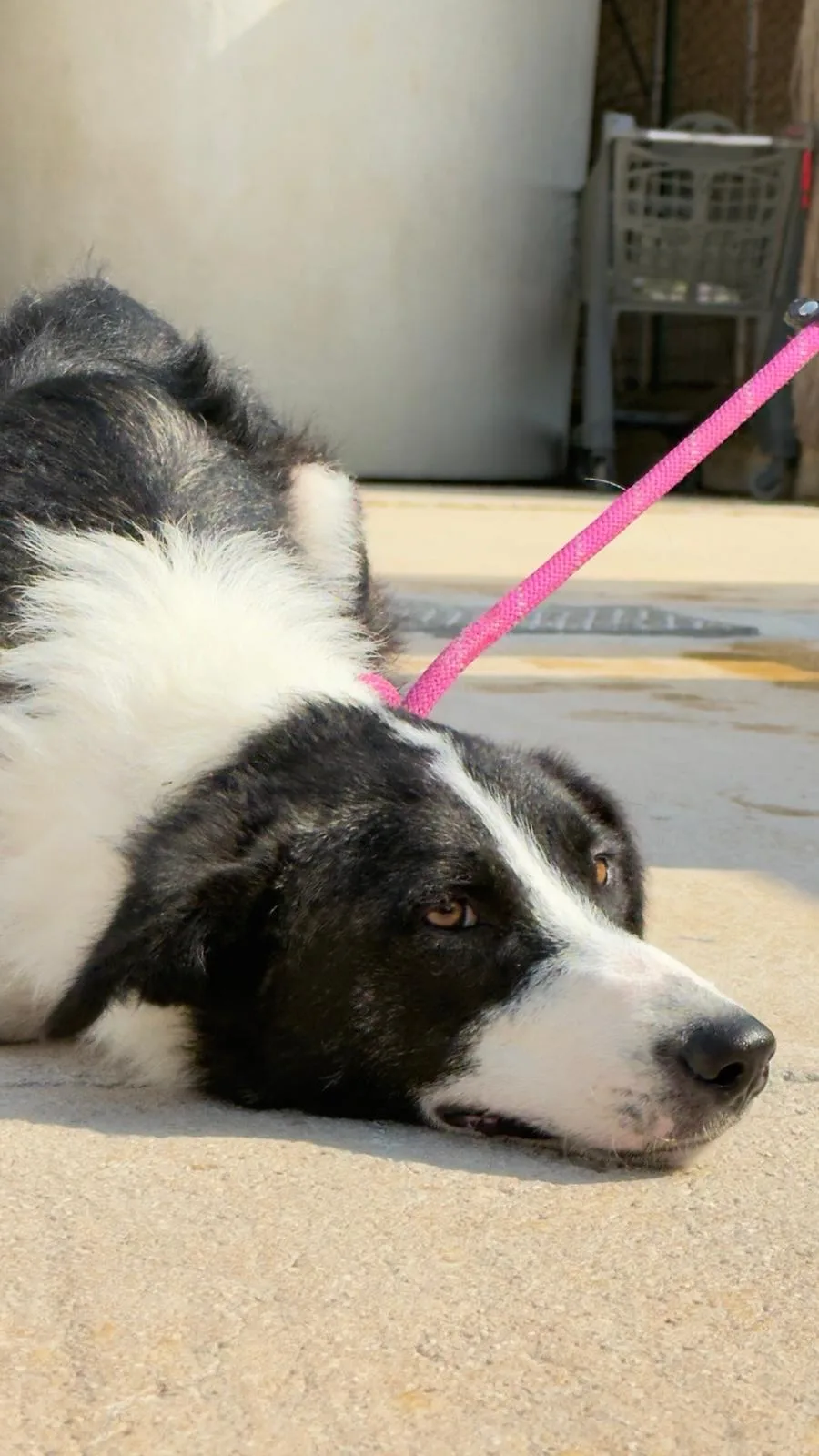 Zampetta, cane in adozione a Trapani - foto 1