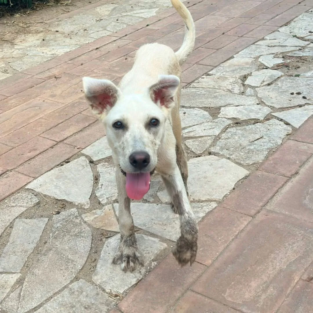 Giove, cane Meticcio in adozione a Crotone - foto 3