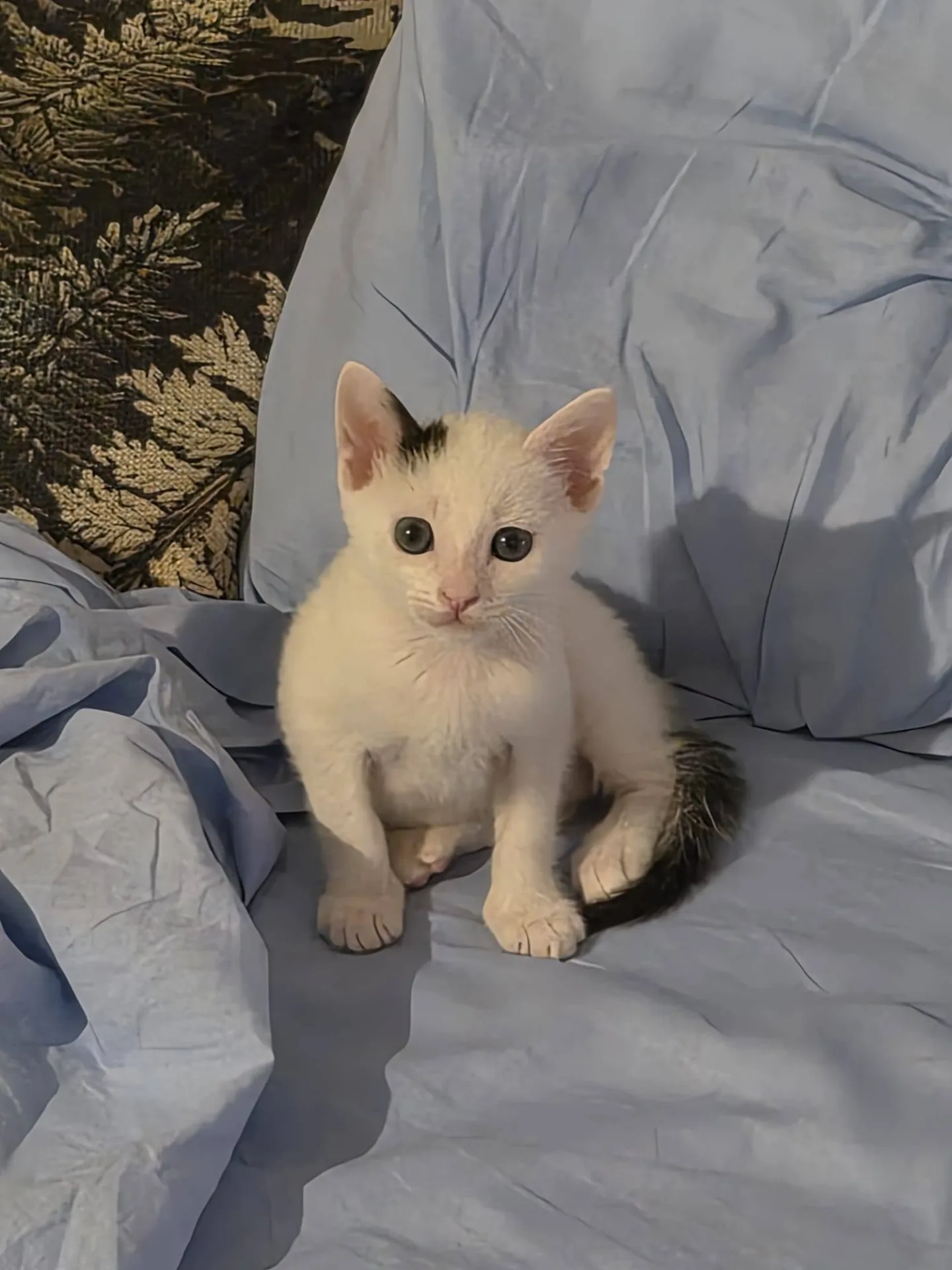 Eros, gatto europeo in adozione a Palermo - foto 1