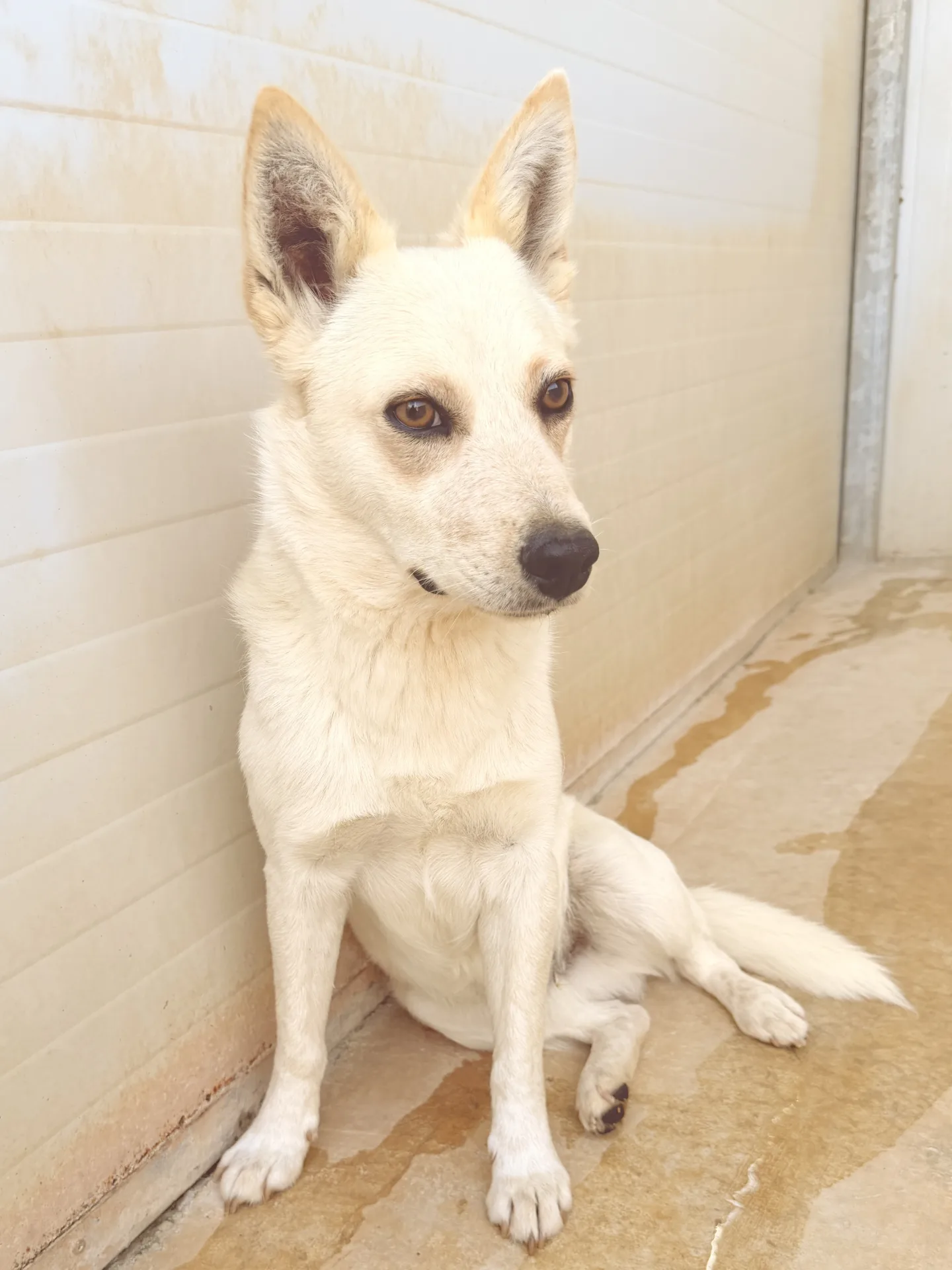 Max, cane Meticcio simil volpino in adozione a Bari - foto 2