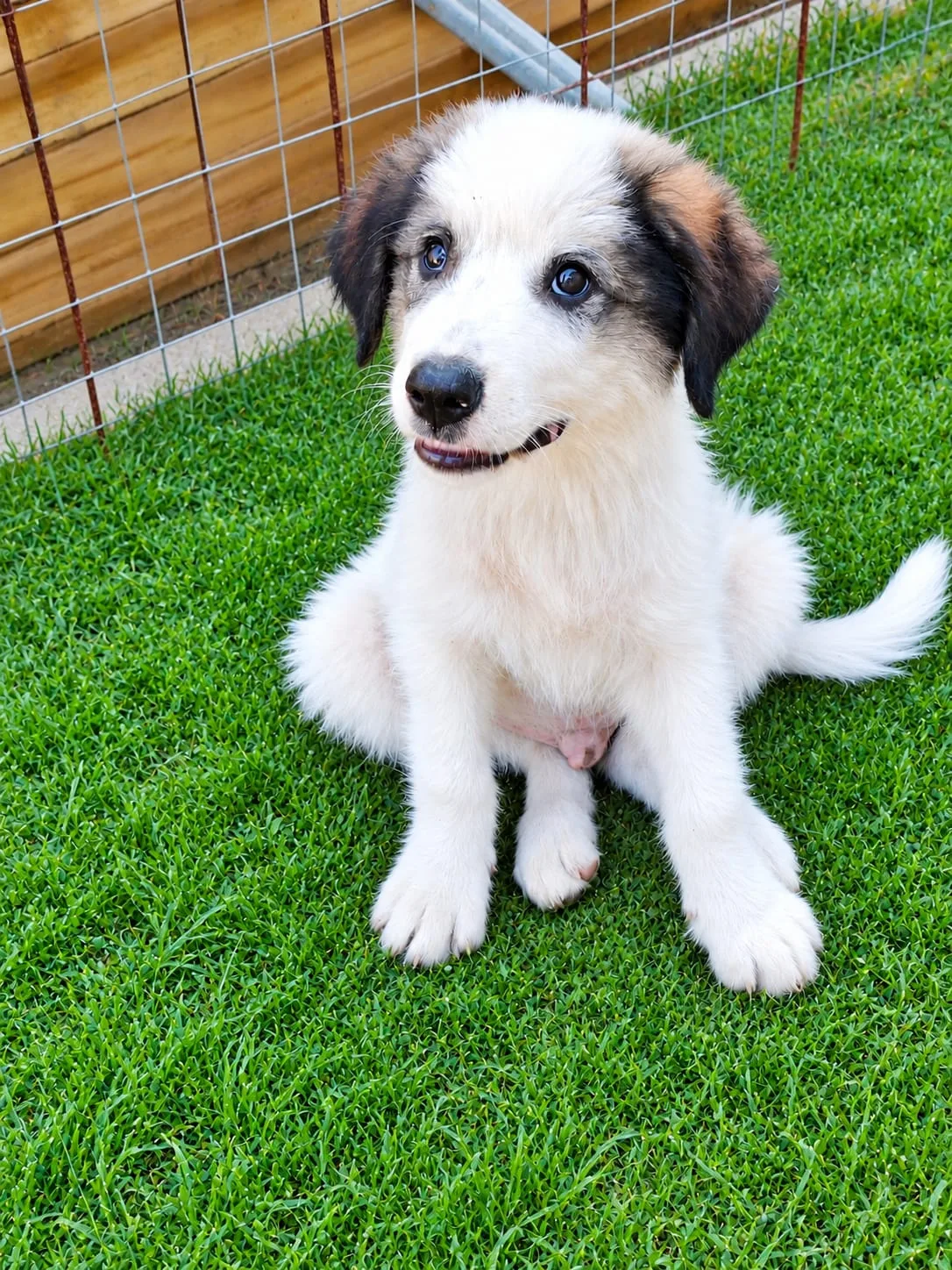 Foto 2 di Willy, cane Mix maremmano in adozione