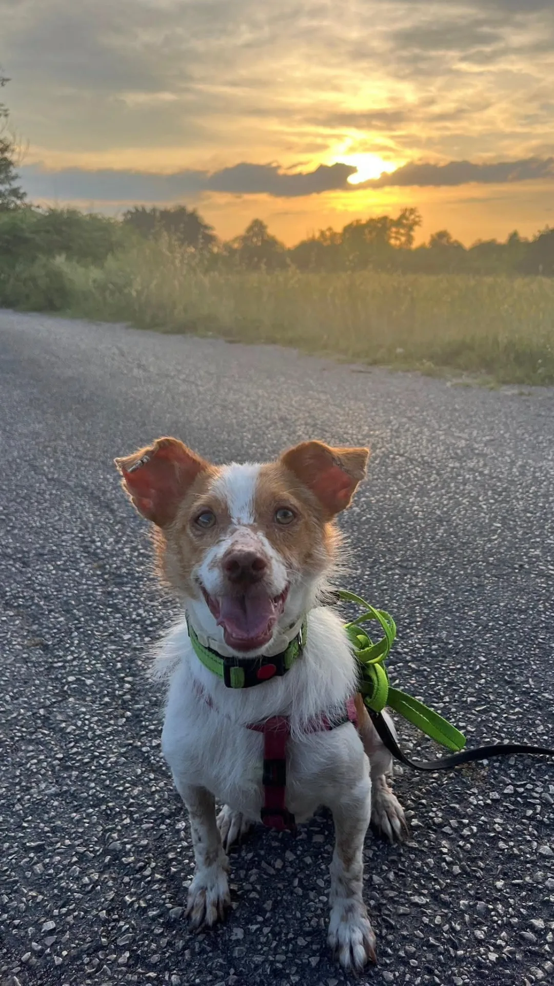 Sky, cane meticcio in adozione a Latina - foto 2