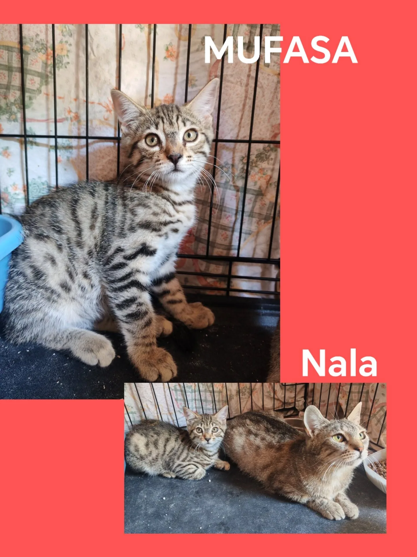 Mufasa e Nala, gatto europeo in adozione a Milano