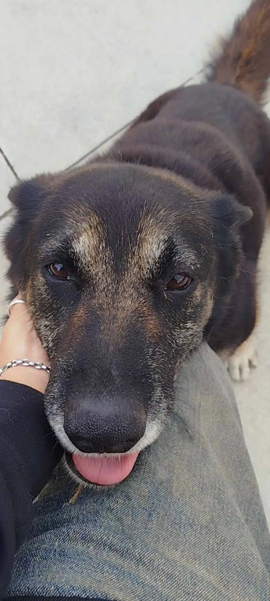 Bella, cane meticcio in adozione a Latina