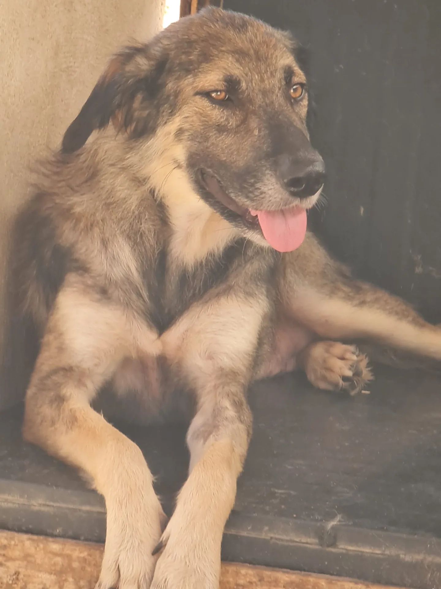 Malika, cane Meticcio in adozione a Trapani - foto 3