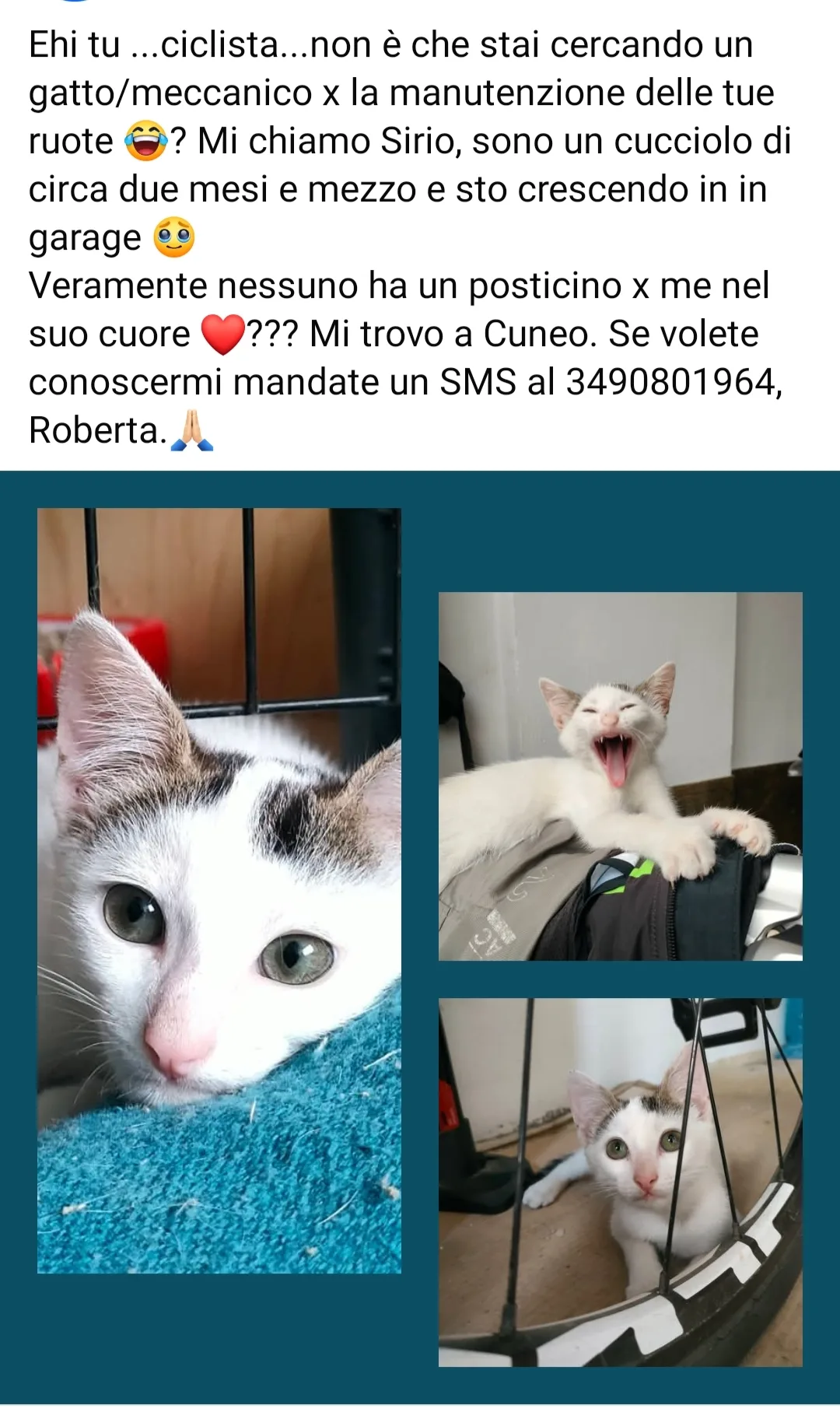 Sirio, gatto Europeo in adozione a Cuneo - foto 3