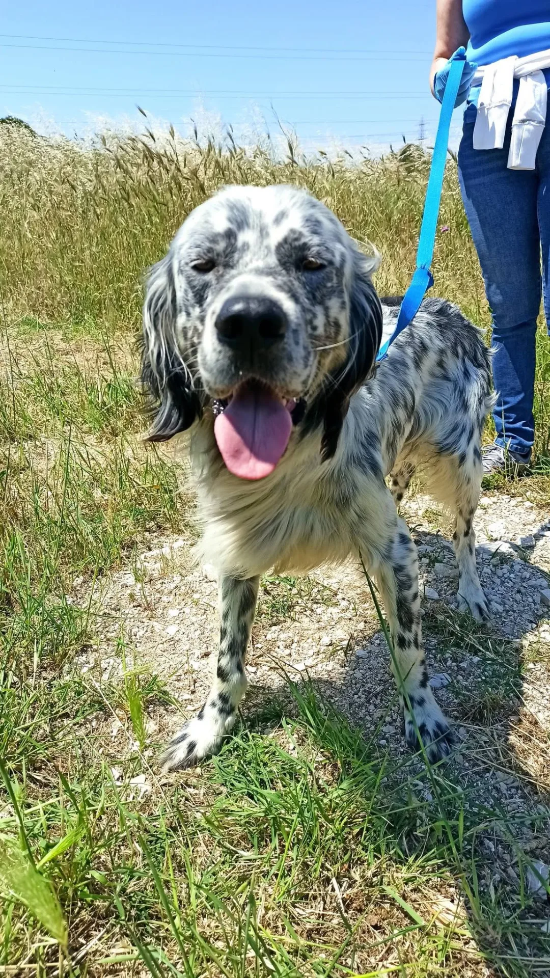 Casper, cane setter inglese in adozione a Bari - foto 5