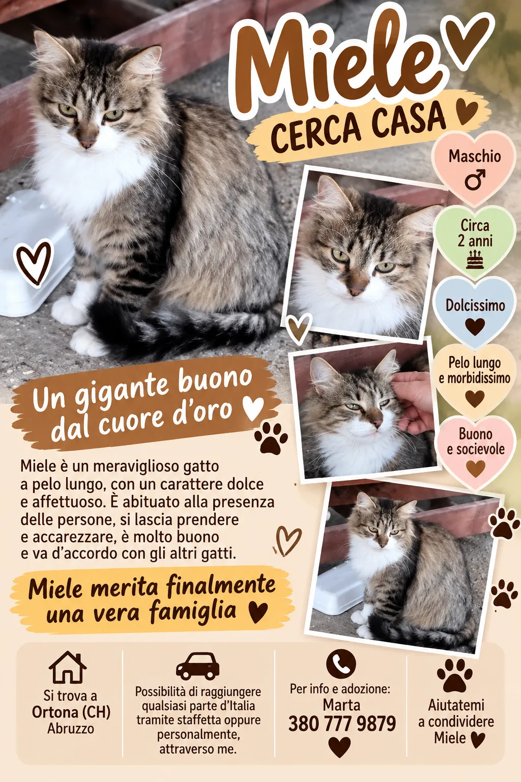 Miele, gatto Domestico a pelo lungo in adozione a Chieti - foto 1