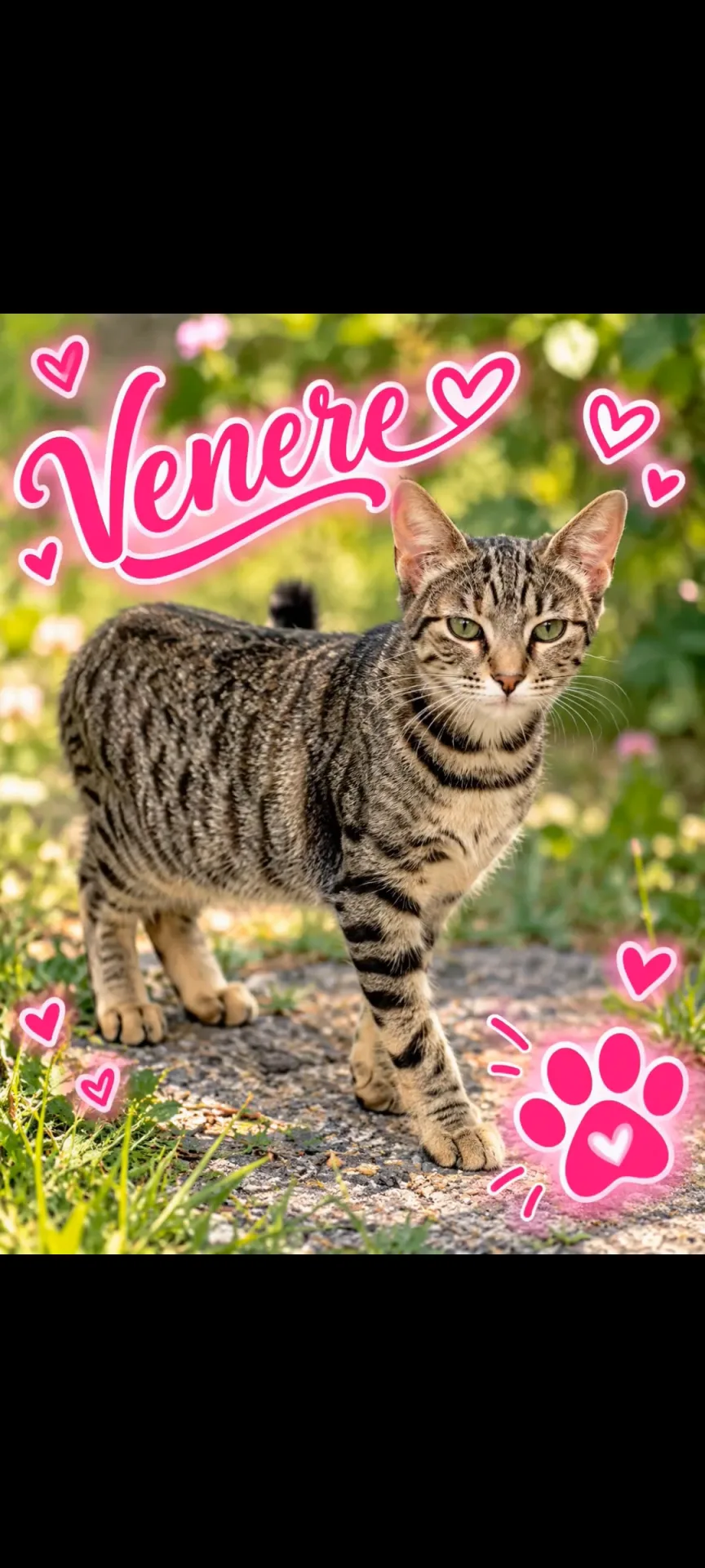 Venere, gatto Europeo in adozione a Chieti