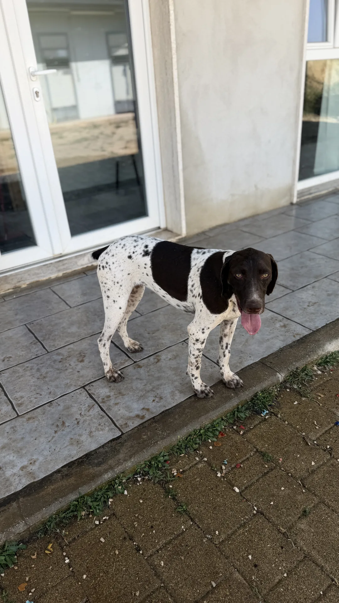Nesly, cane Bracco in adozione a Bari - foto 4