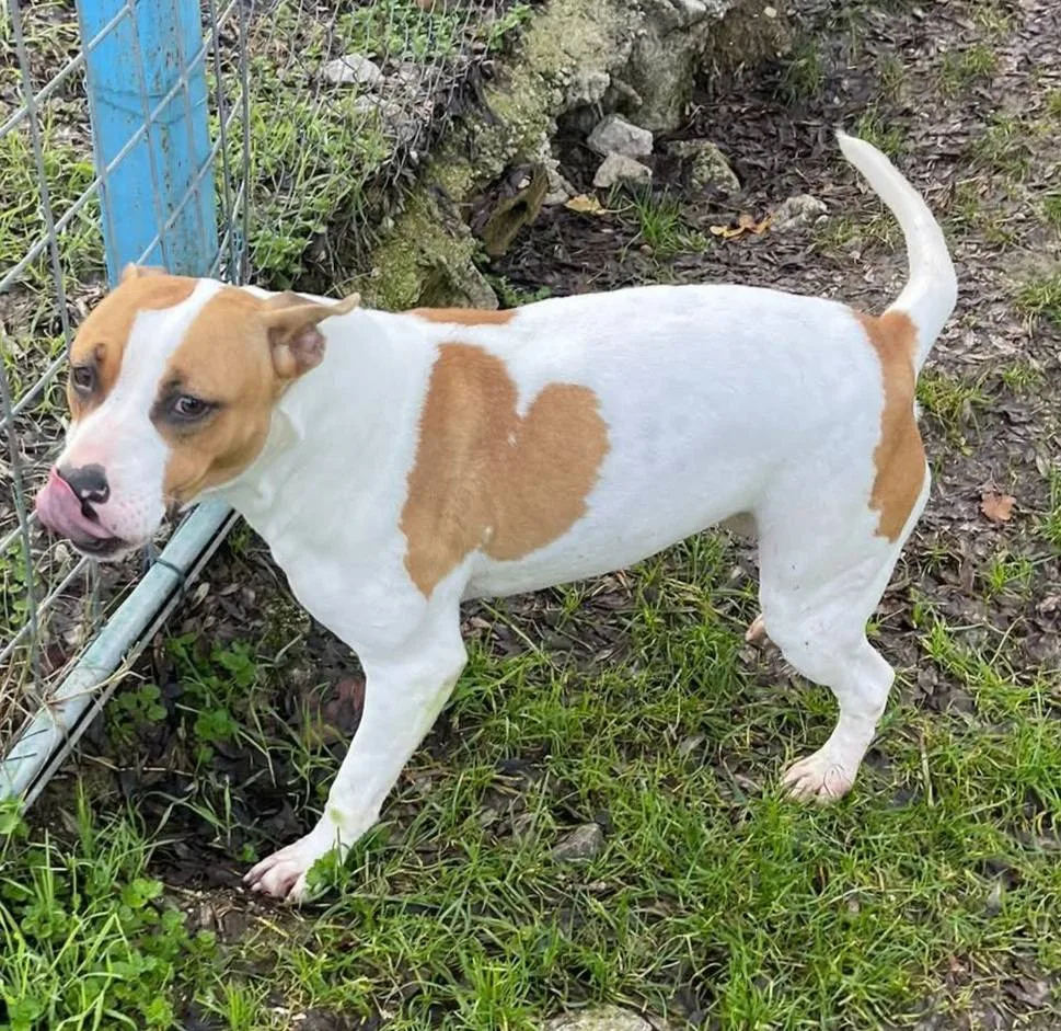 Cuore, cane meticcio in adozione a Latina - foto 5