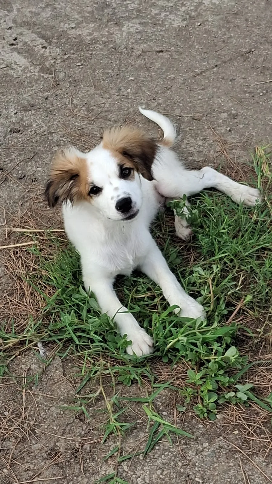 Oro, cane Meticcio in adozione a Crotone - foto 5