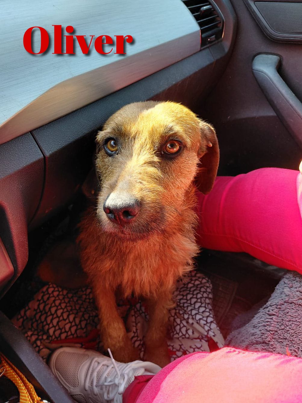 Foto 3 di Oliver, cane Meticcio incrocio spinoncino in adozione
