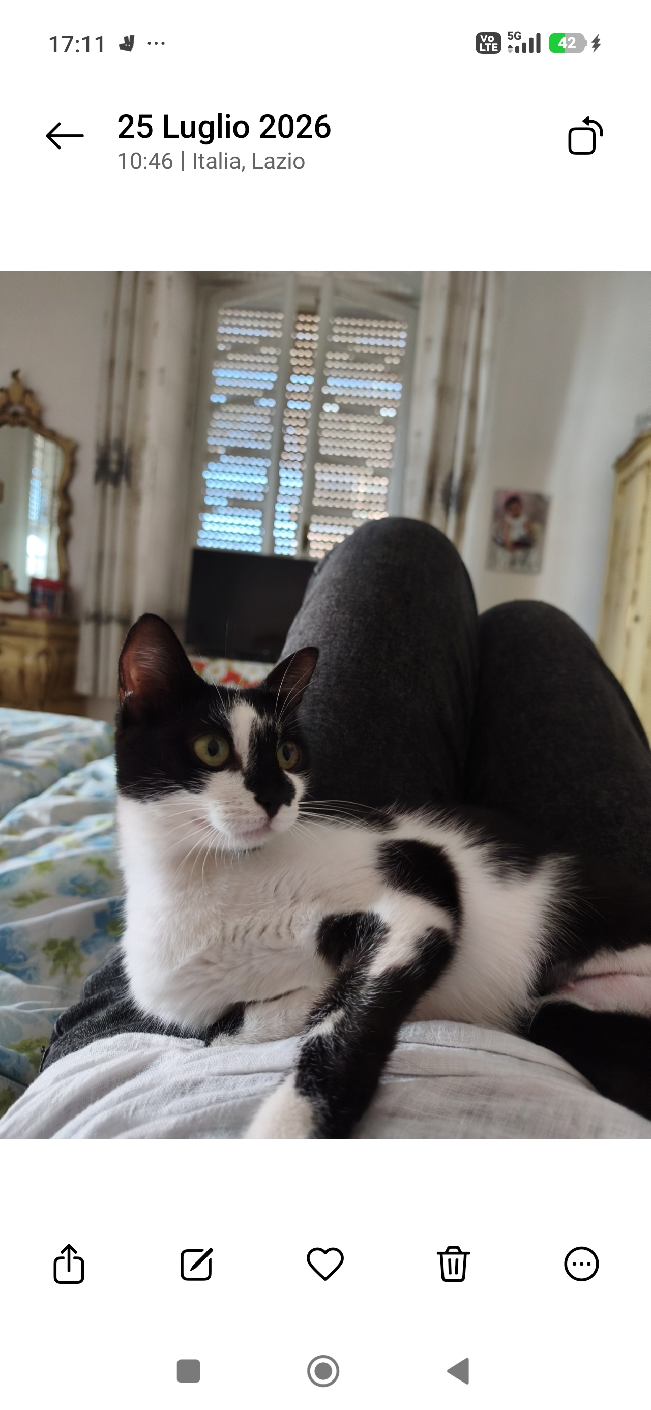 Foto 3 di Fiammetta, gatto Europeo in adozione