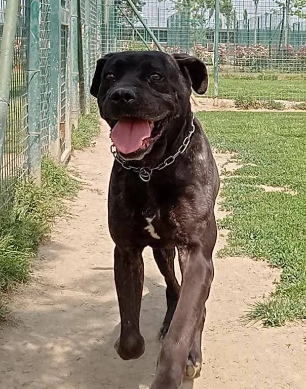 Argo, cane Corso in adozione a Pavia - foto 2
