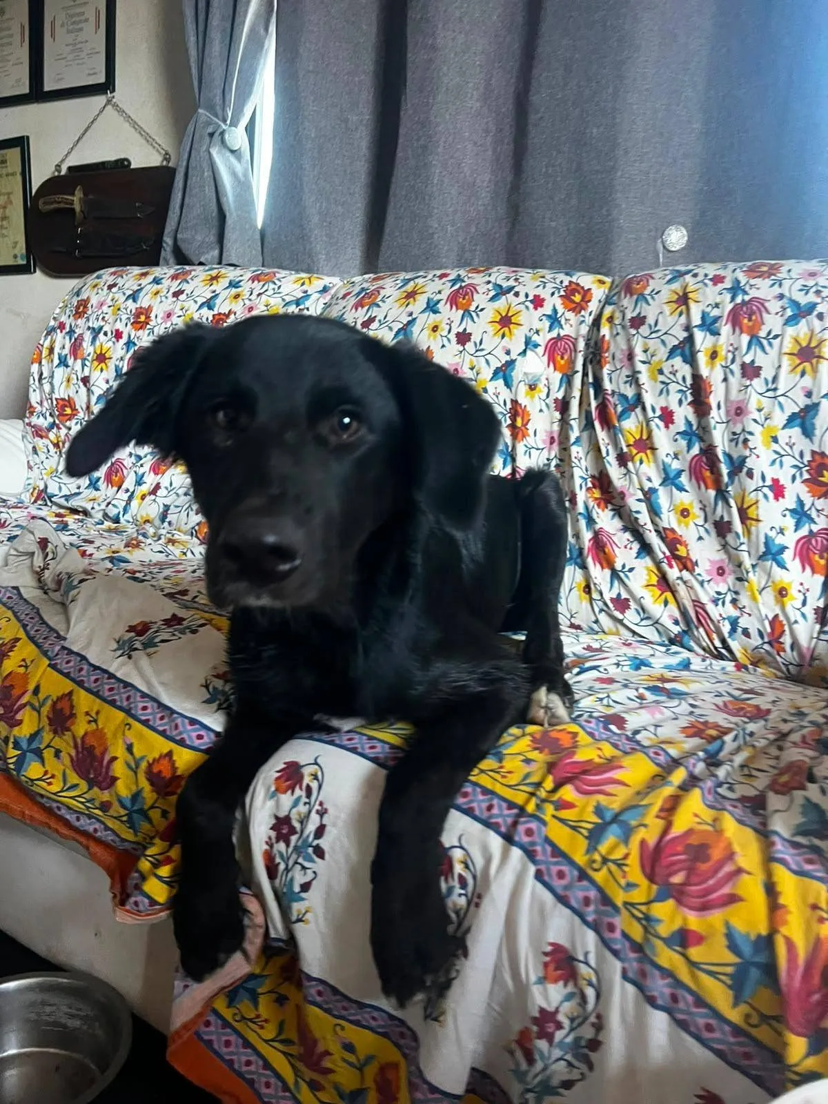 Brunello, cane meticcio in adozione a Roma