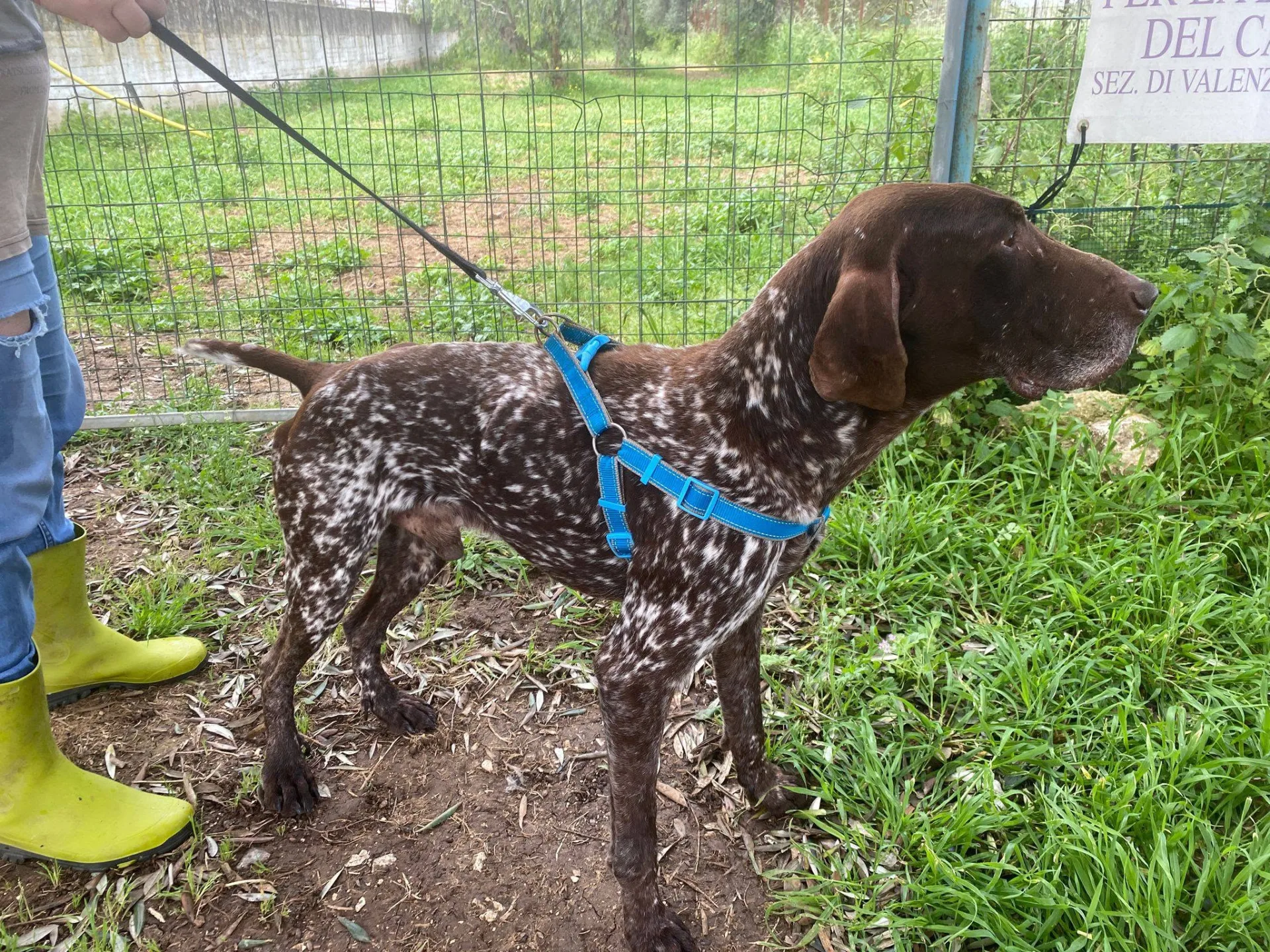 Nicholas, cane bracco tedesco in adozione a Bari - foto 5
