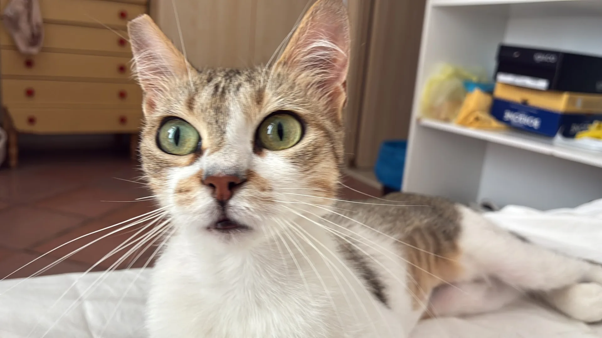 Foto 2 di Hope, gatto europeo in adozione