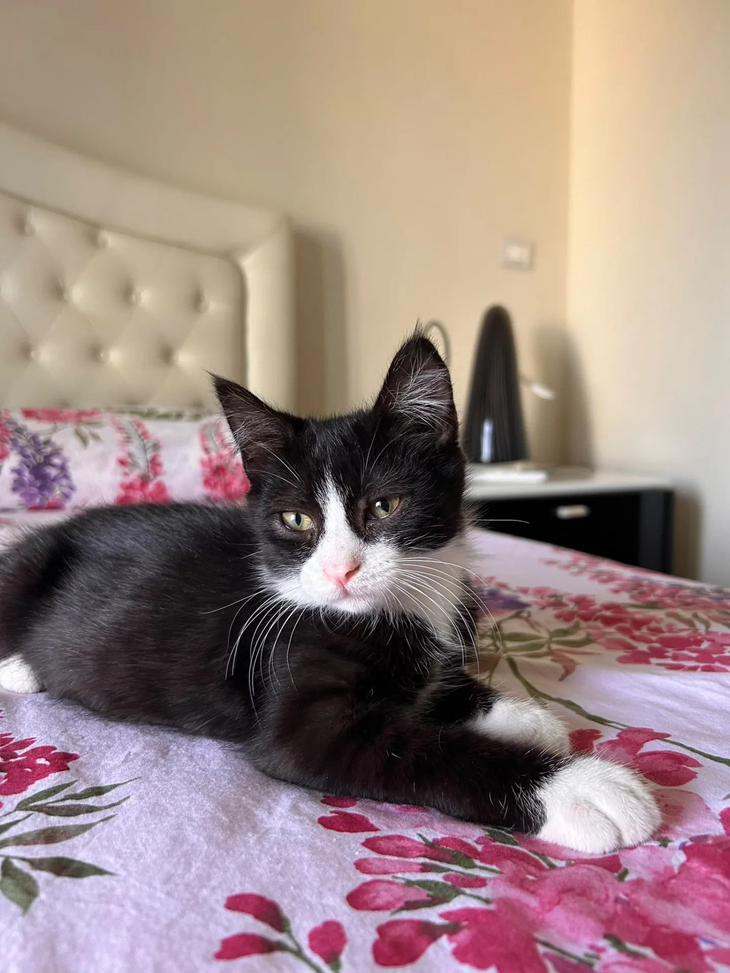 Figaro, gatto in adozione a Napoli - foto 2