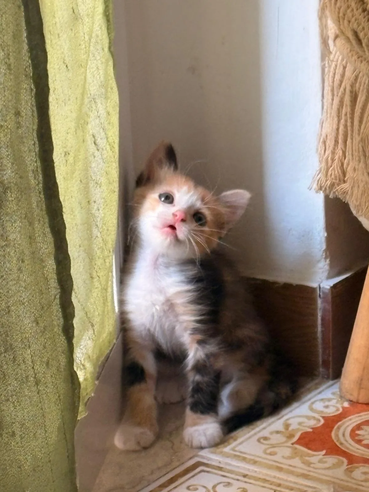 Candy, gatto Europeo in adozione a Trapani - foto 1
