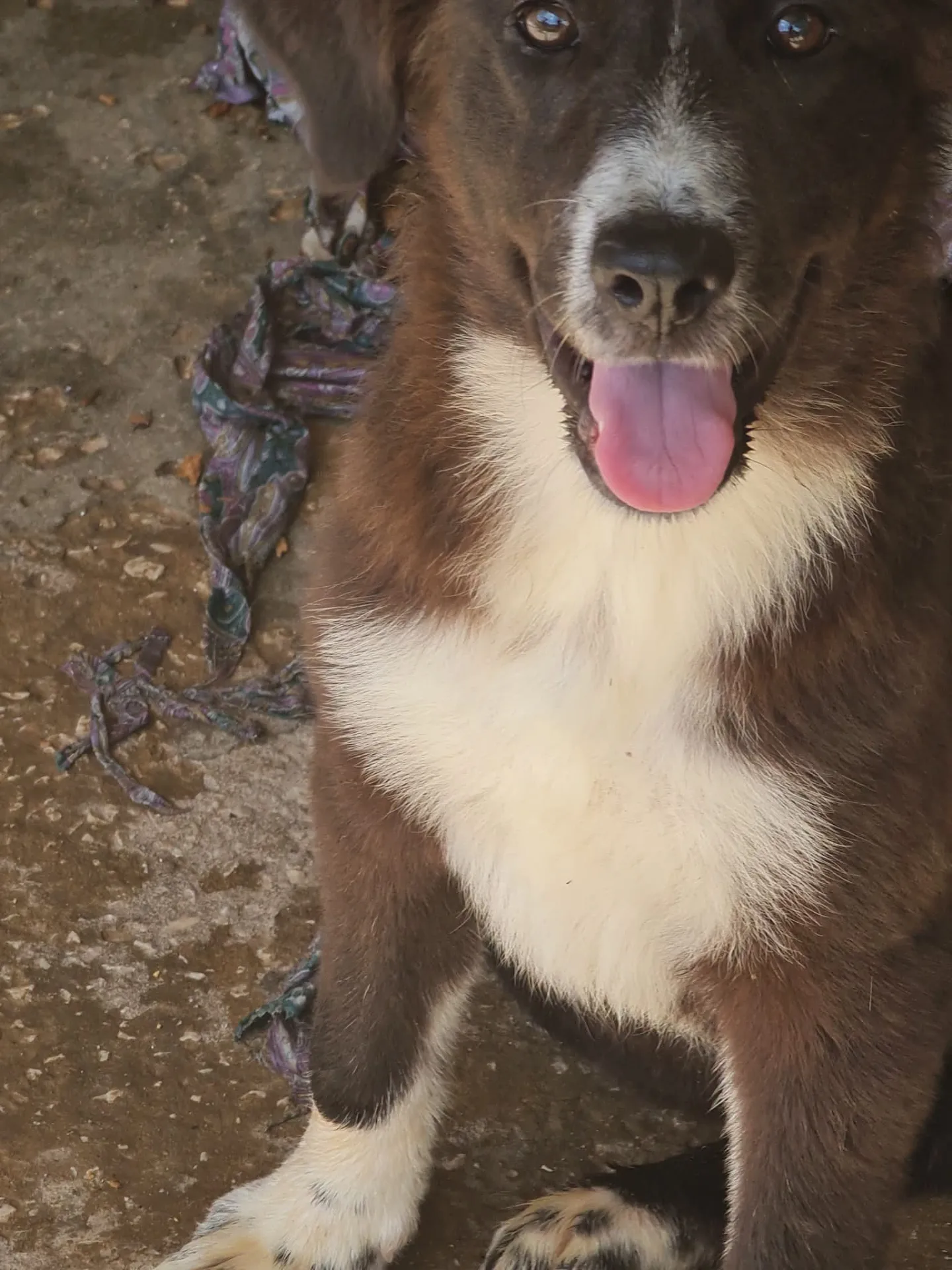 Maya, cane Meticcio in adozione a Trapani - foto 1