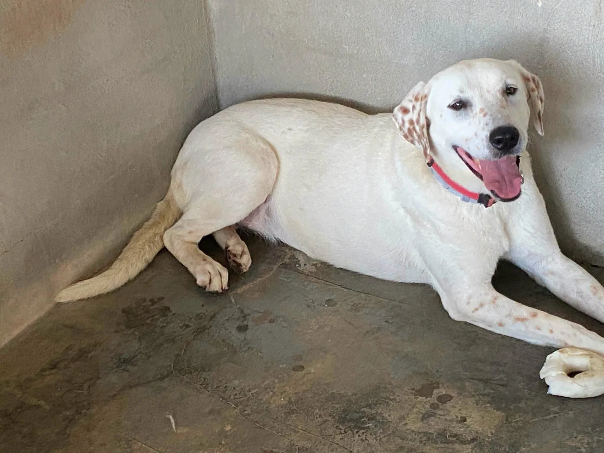 Lulù, cane Simil labrador in adozione a Bari - foto 2