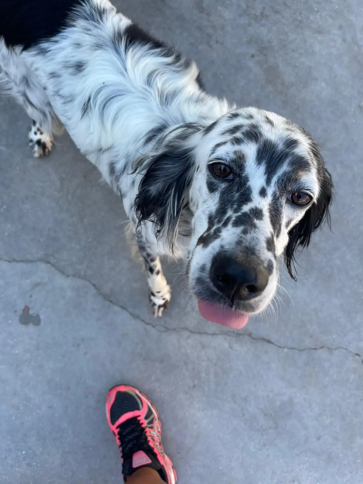 Bahia, cane setter inglese in adozione a Bari - foto 1
