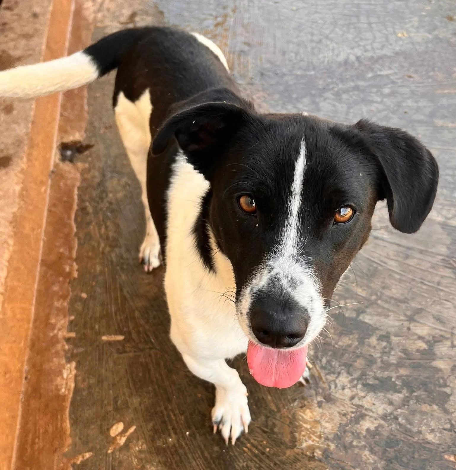 Tommy, cane Meticcio in adozione a Bari - foto 4