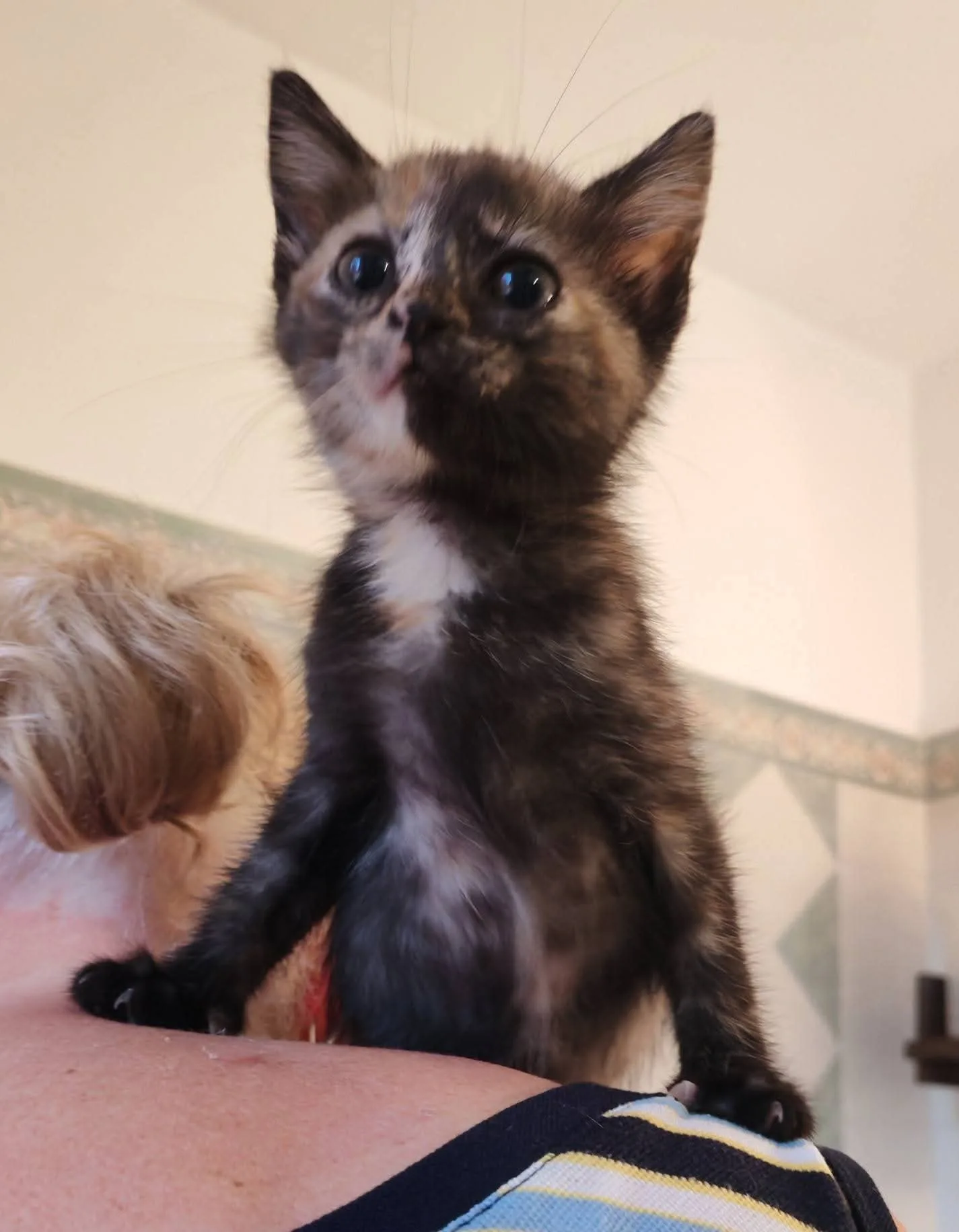 Dolly e Molly, gatto europeo in adozione a Milano - foto 2