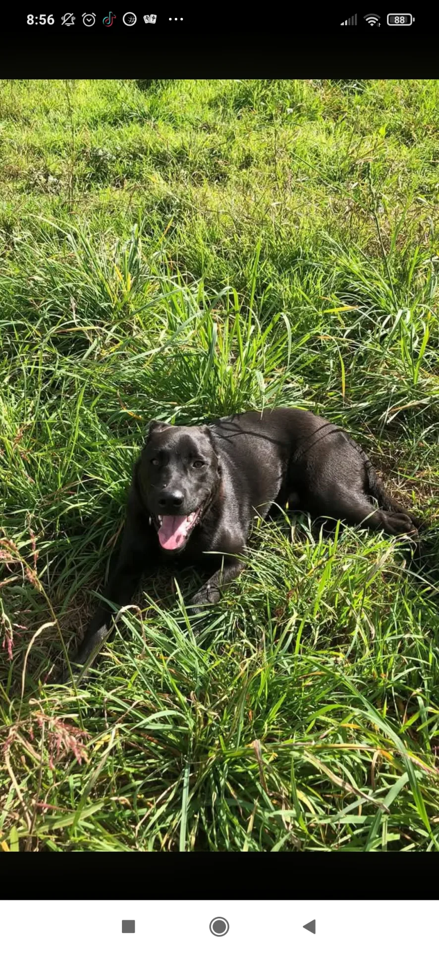 Tayson, cane in adozione a Napoli - foto 1