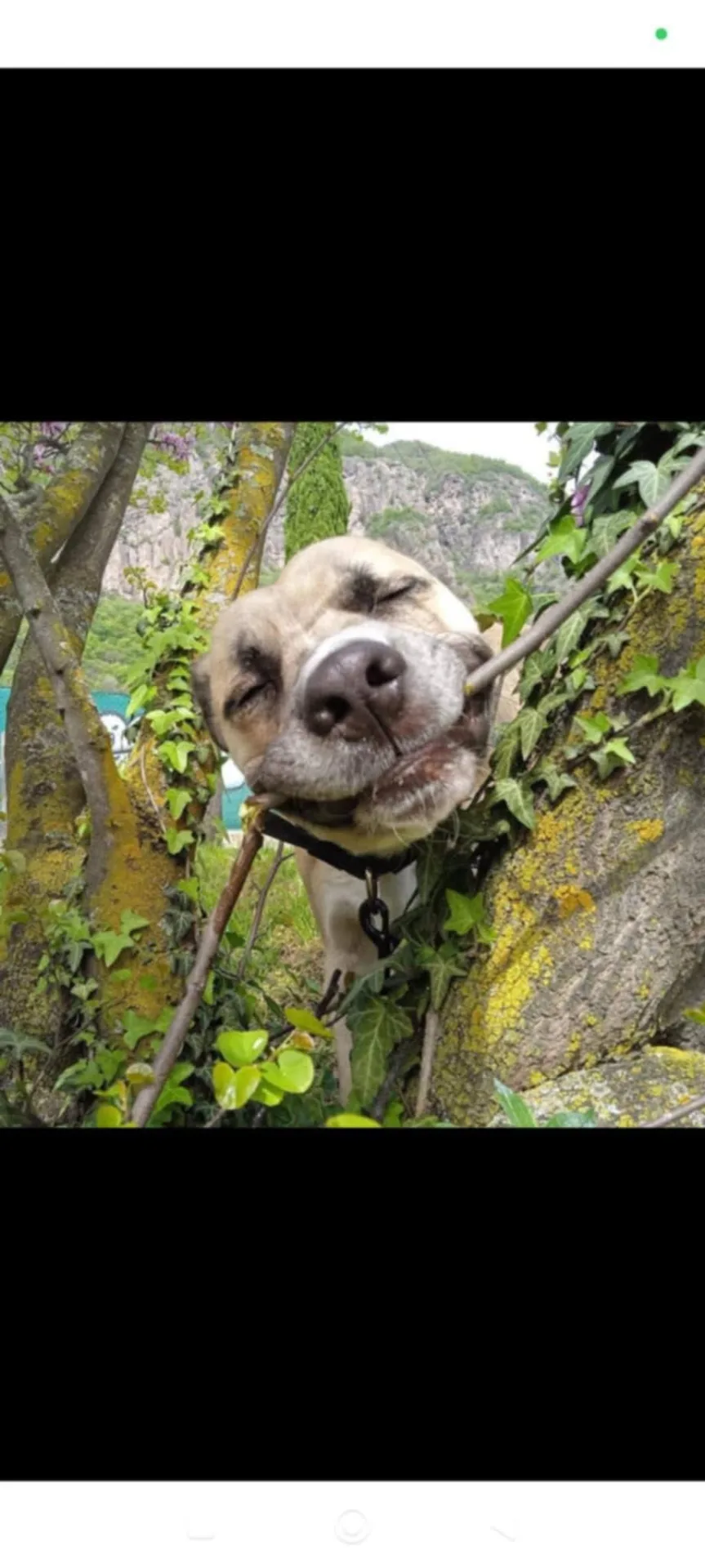Sonny, cane Meticcio in adozione a Bolzano - foto 4