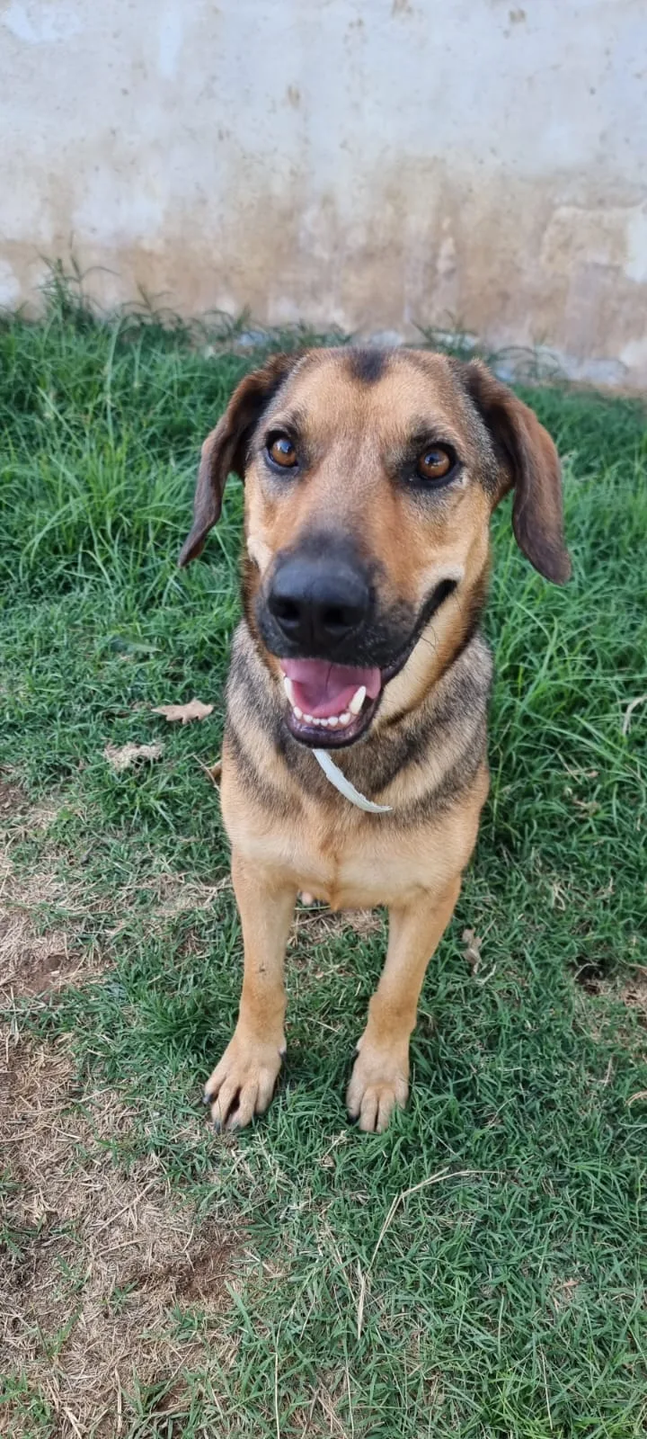 Archimede, cane meticcio in adozione a Latina - foto 4