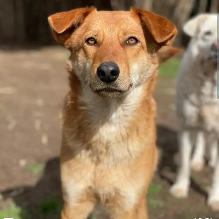 Milu', cane Meticcio in adozione a Milano