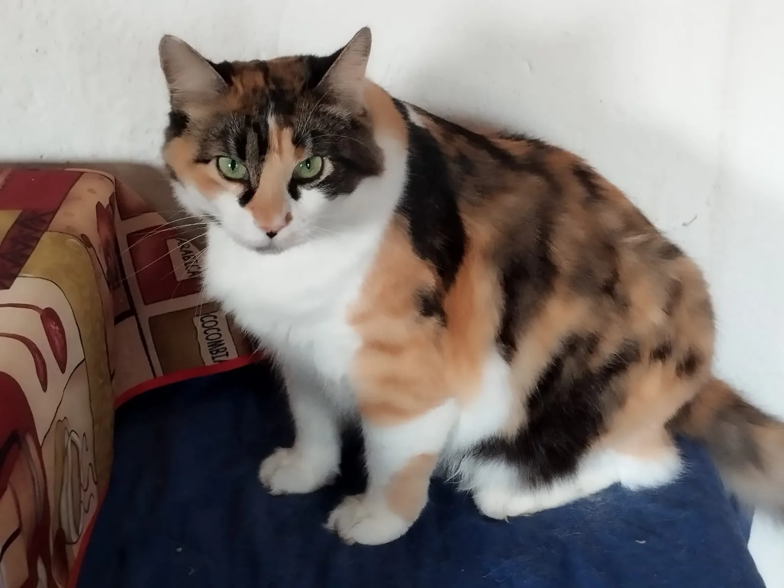 Tati, gatto Europeo in adozione a Bergamo - foto 2