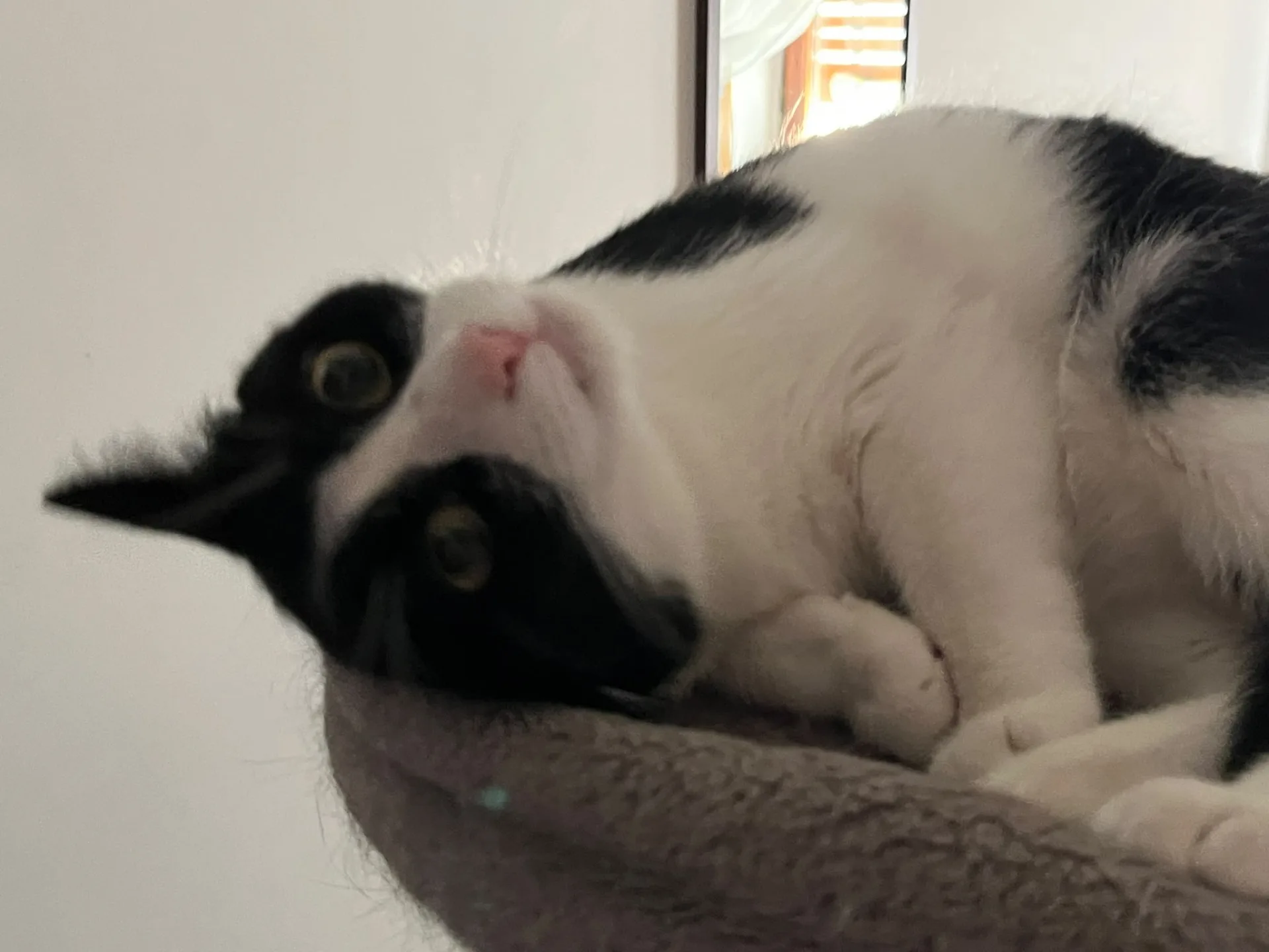 Punto & Virgola, gatto Europea in adozione a L'Aquila - foto 2