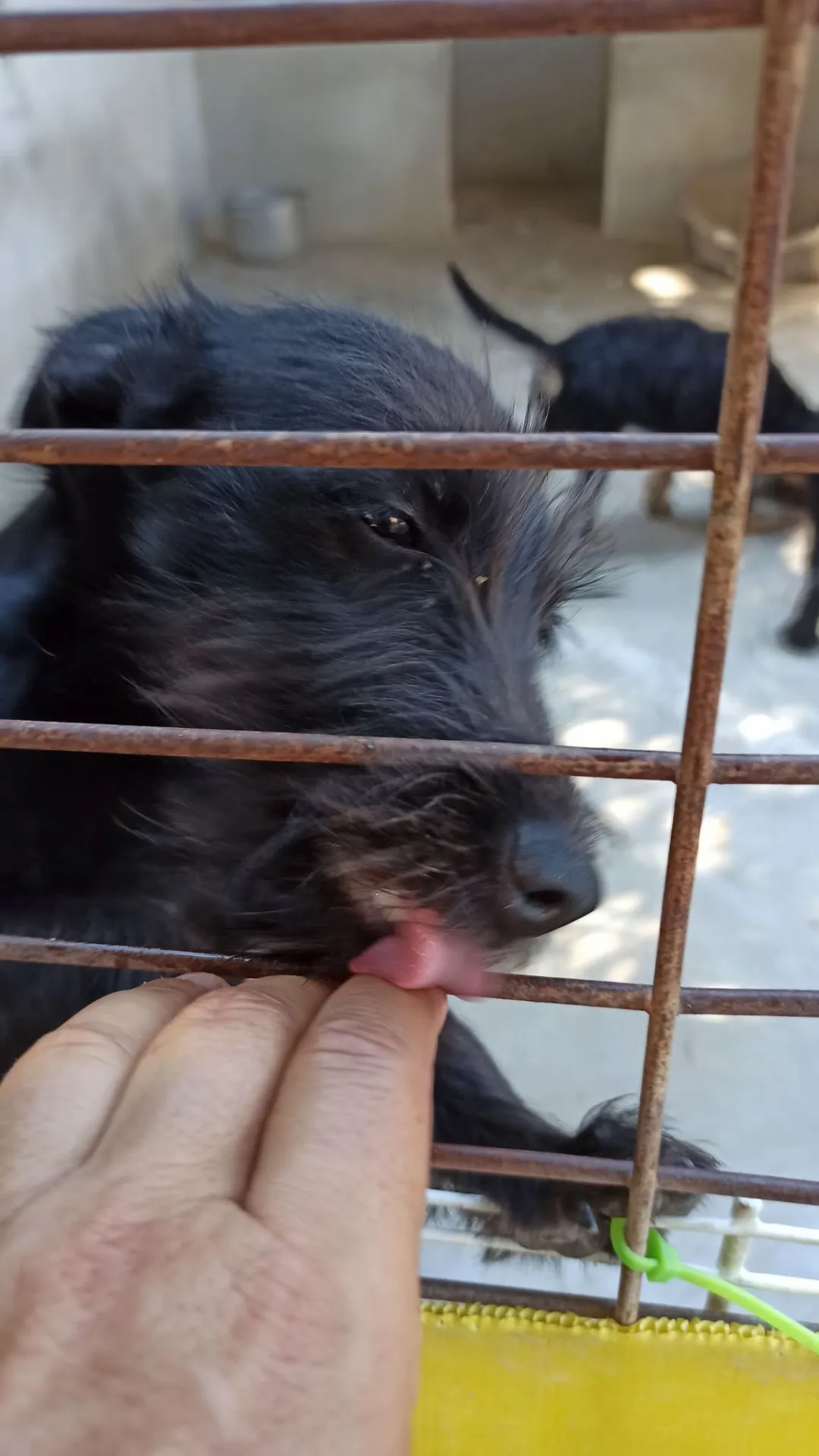 Aramis, cane meticcio pincher - yorkshire in adozione a Bari - foto 1