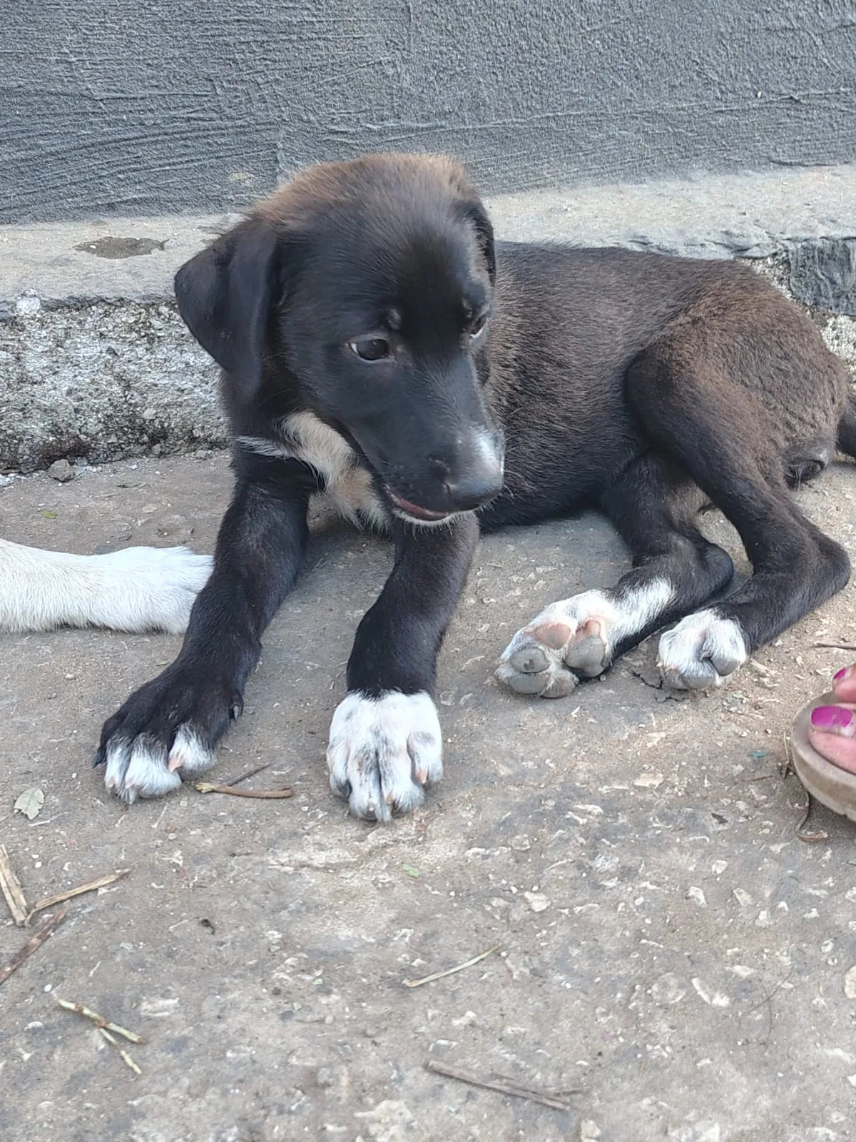 Foto 3 di Leila, cane Meticcio in adozione