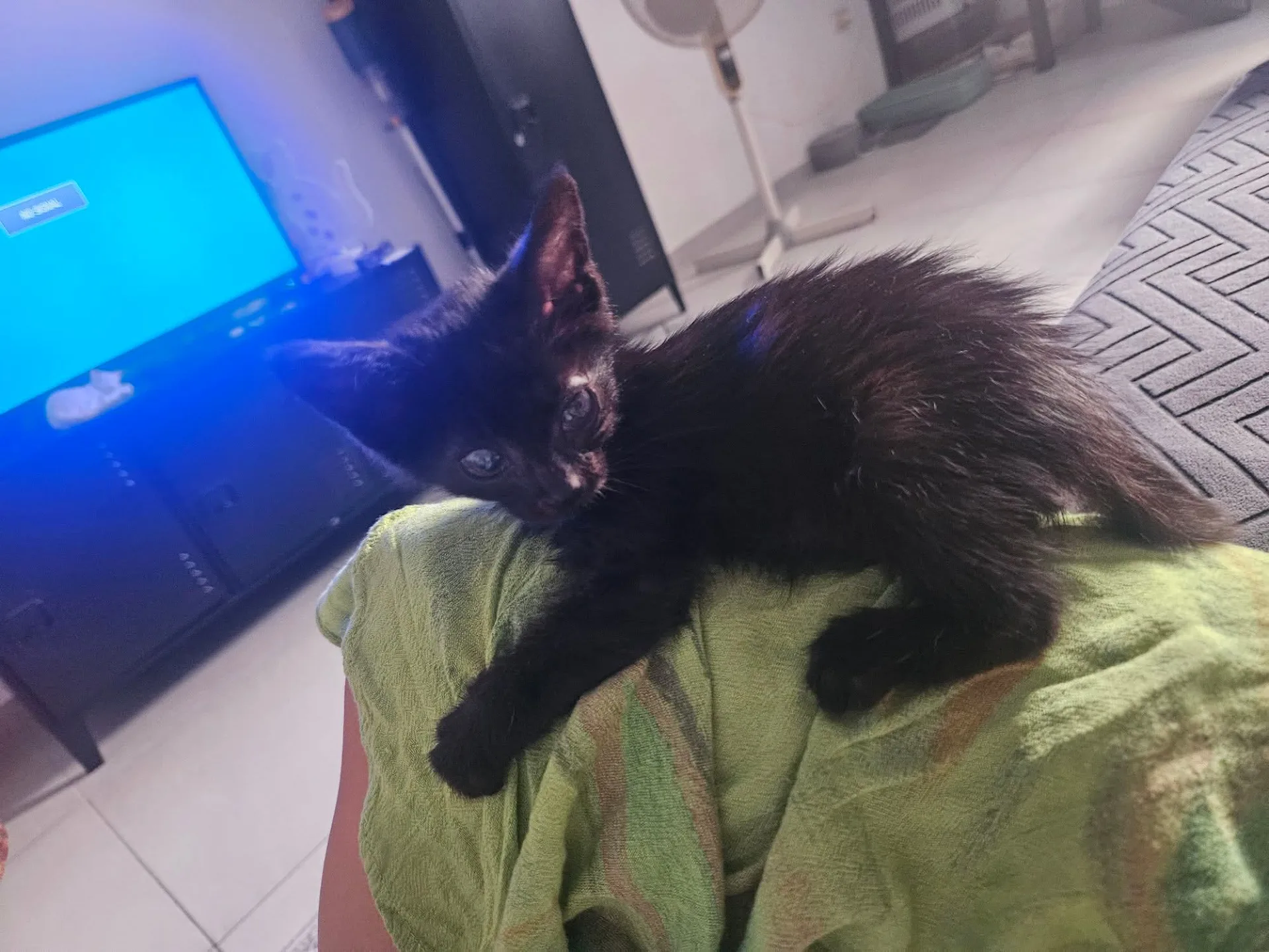 Foto 1 di Nerina, gatto Europeo in adozione