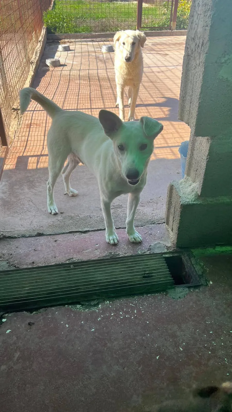 Oscar, cane in adozione a Siracusa - foto 5