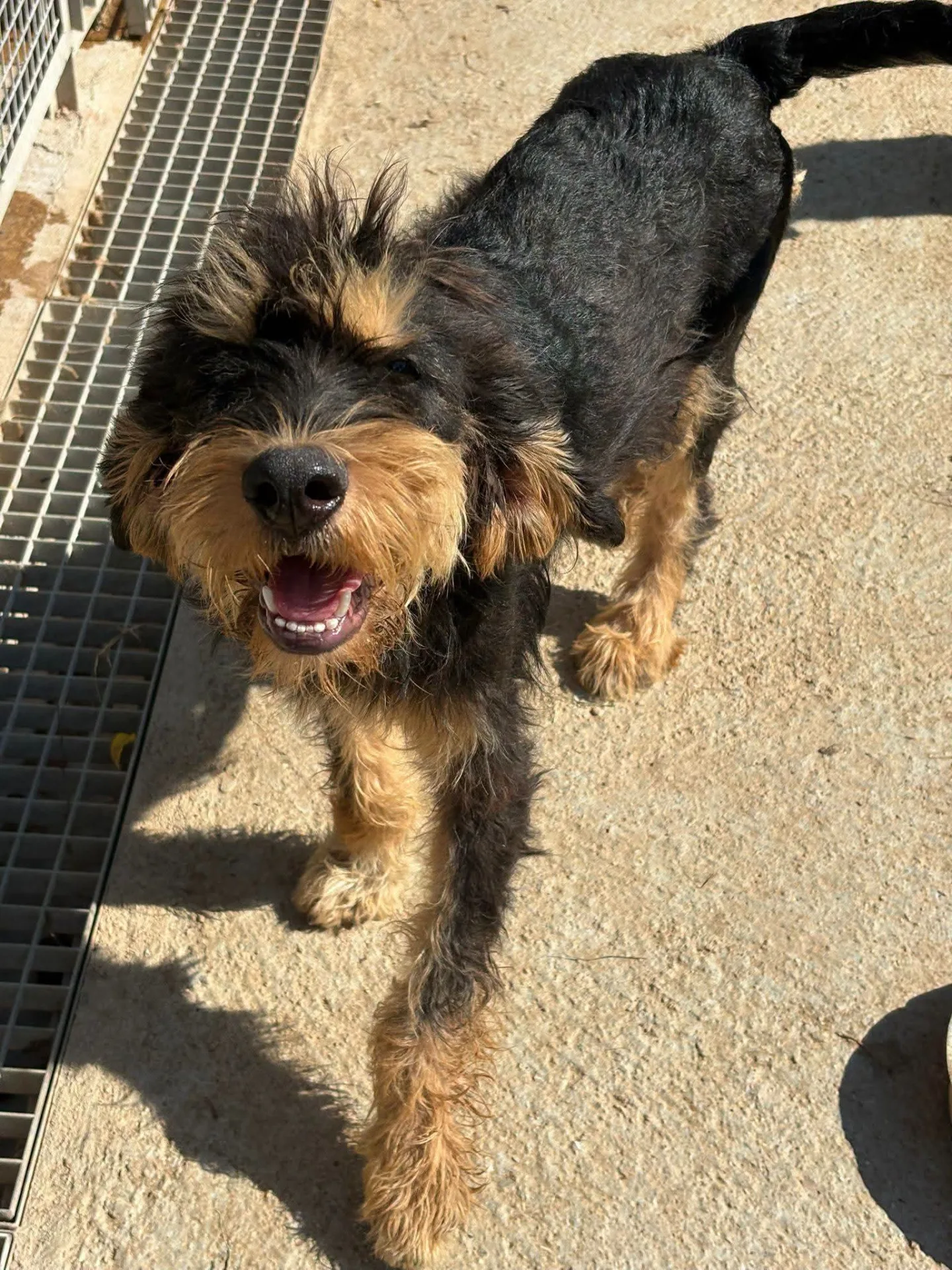 Foster, cane Meticcio in adozione a Vibo Valentia