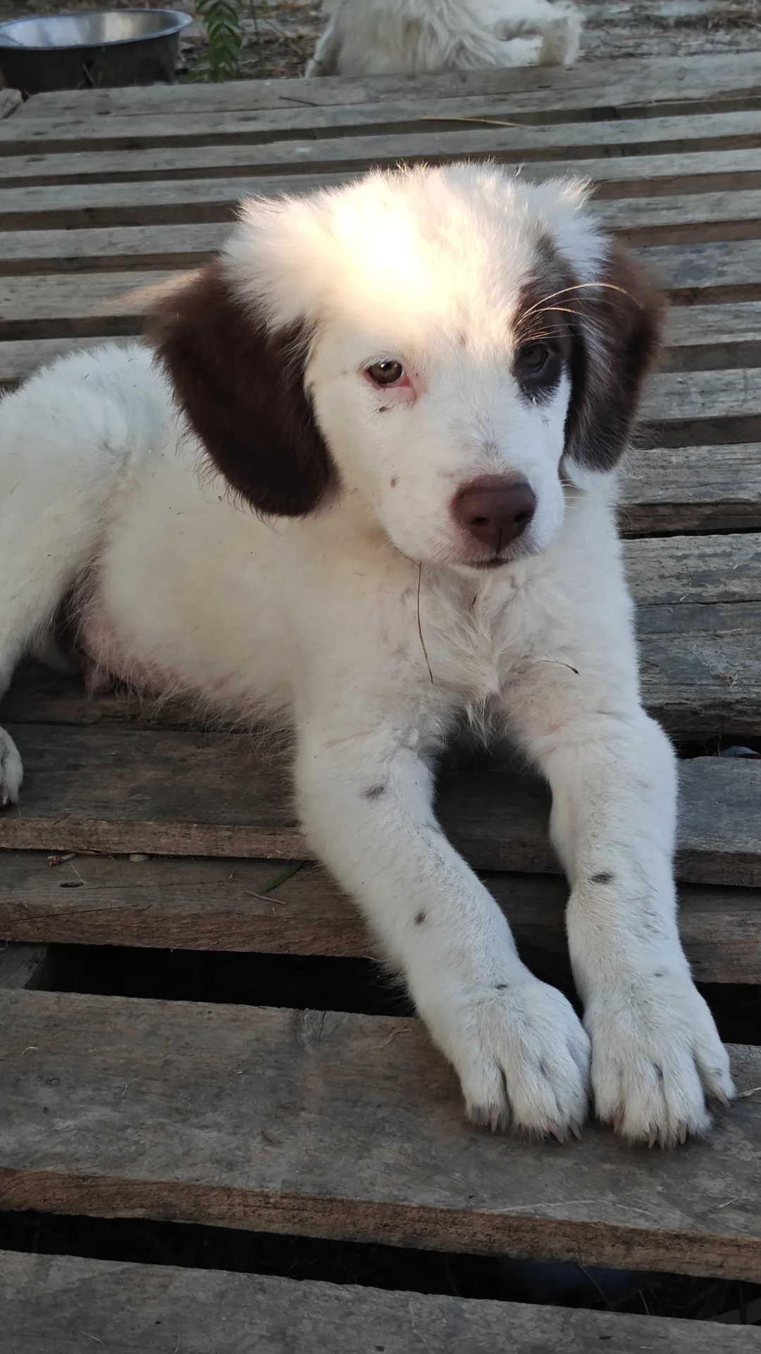Vasco, cane Meticcio in adozione a Trapani - foto 3