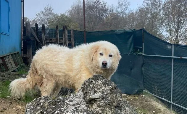 Nuvola, cane meticcio in adozione a Latina - foto 3