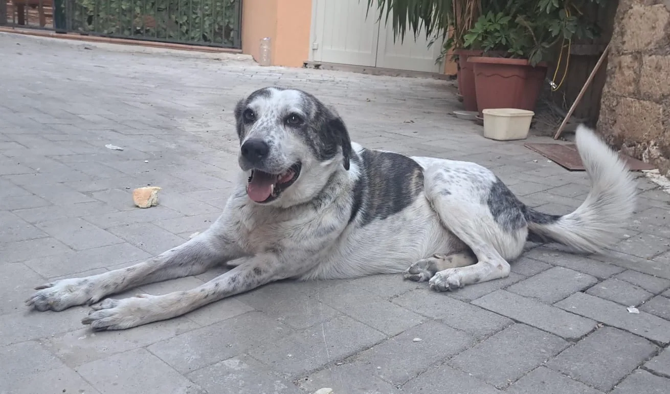 NELLO, cane Meticcio in adozione a Agrigento - foto 2