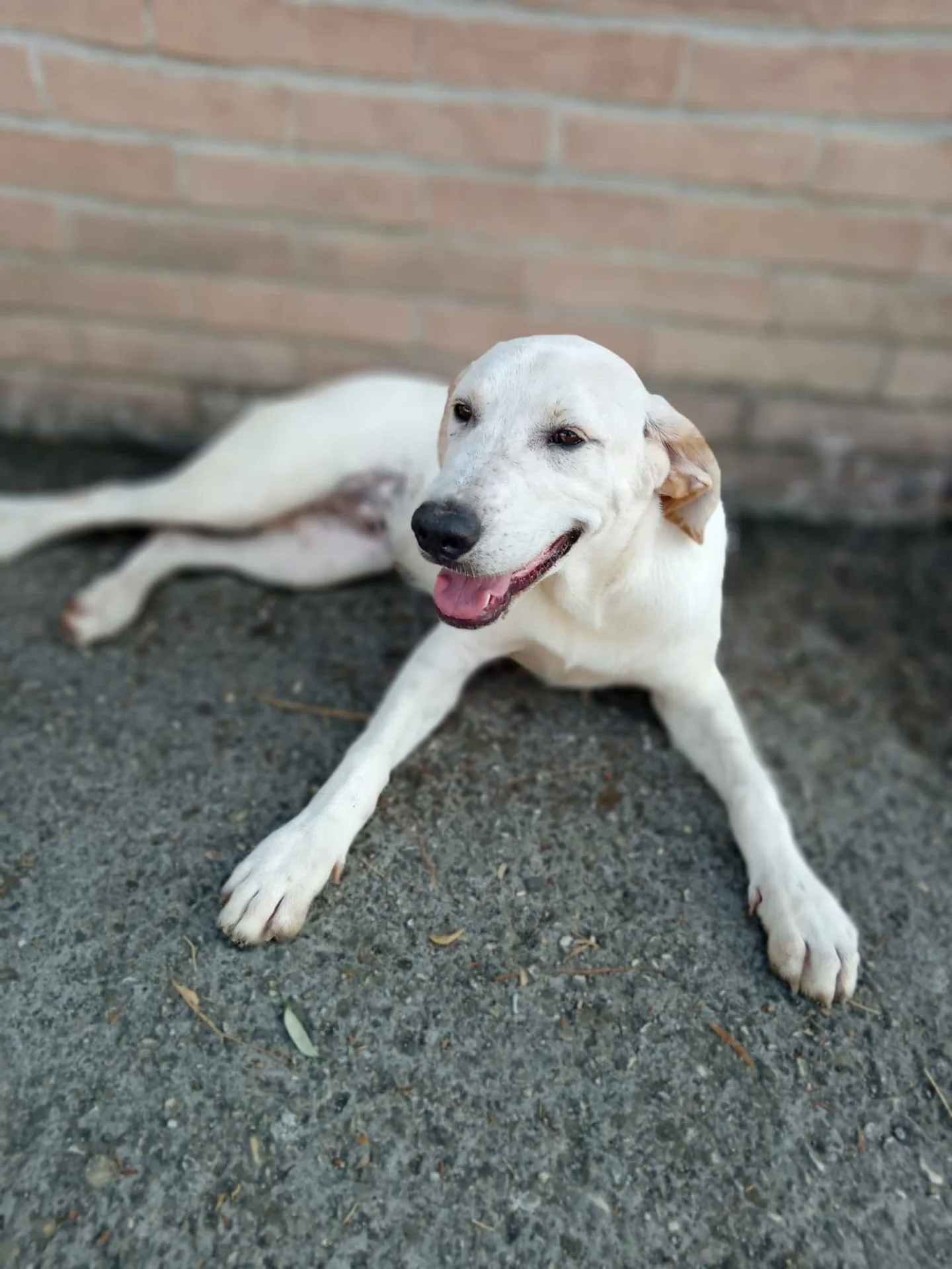 Roby, cane meticcio in adozione a Latina - foto 1