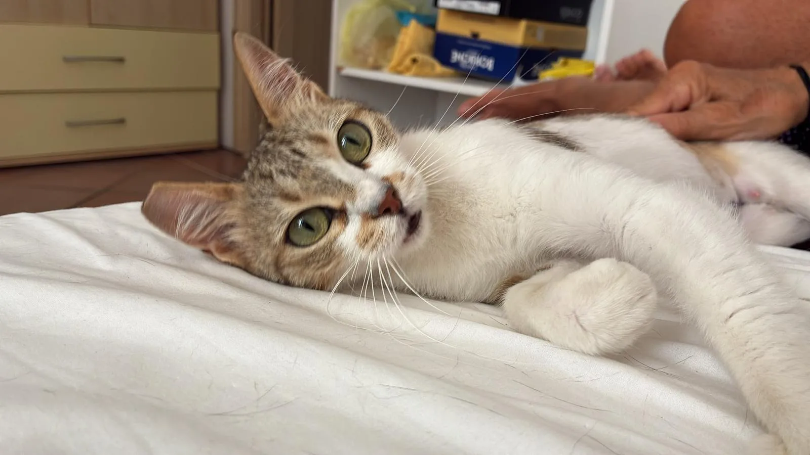 Foto 4 di Hope, gatto europeo in adozione