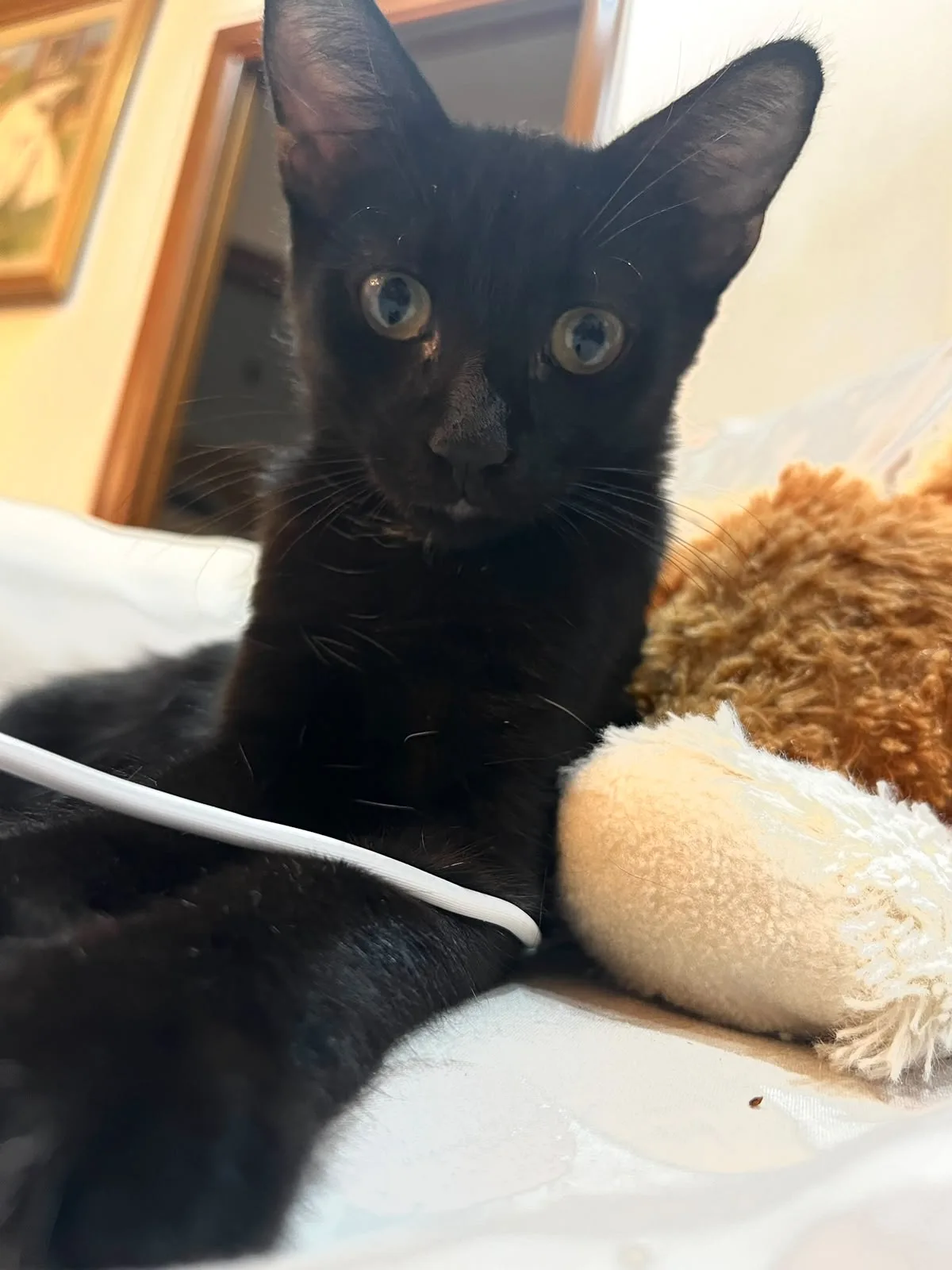 Salem, gatto Europeo in adozione a Crotone - foto 4