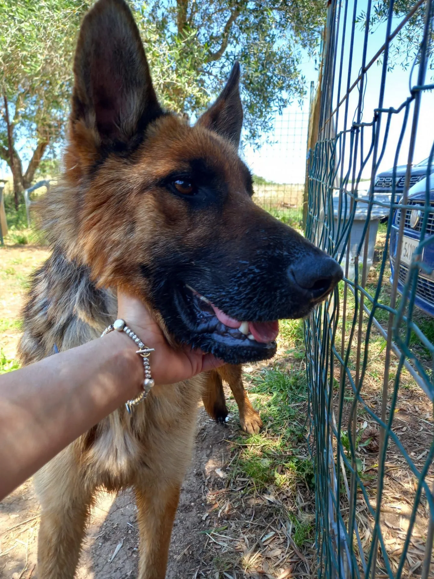 Queenie, cane Pastore tedesco in adozione a Bari - foto 3