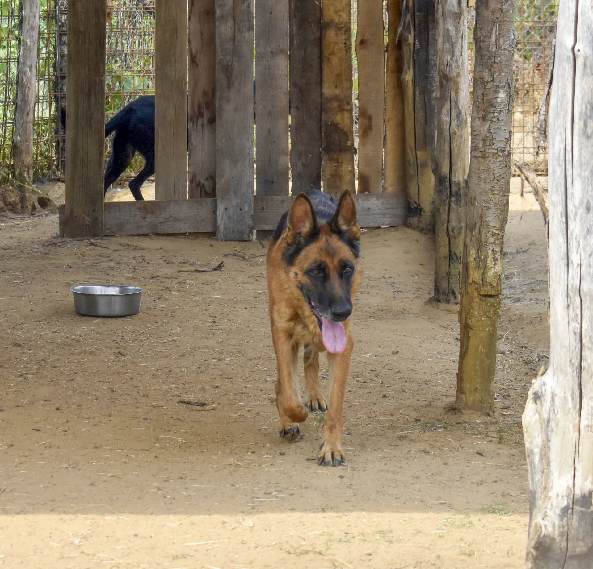 Foto 3 di Farah, cane Pastore Tedesco in adozione